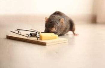 أفضل الأساليب للتخلص من الفئران